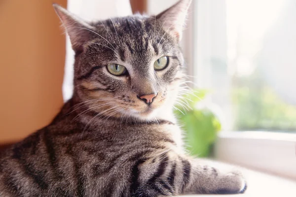 Katten sitter bredvid ett fönster tittar på kameran — Stockfoto