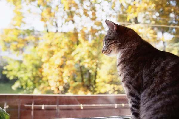 Cat looks out the window. Beautiful cat sitting on a windowsill — Stock Photo, Image
