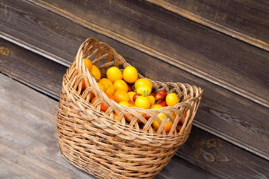 Organik nadir taze renkli hatıra domates bir fitil aldı