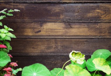 eski ahşap duvarlar zemin üzerine yeşil bitki