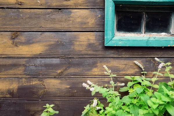 Pianta verde sullo sfondo delle vecchie pareti di legno — Foto Stock