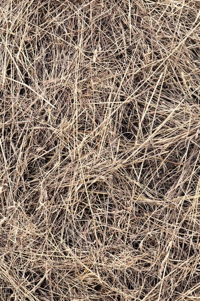 Foin herbe sèche fond — Photo