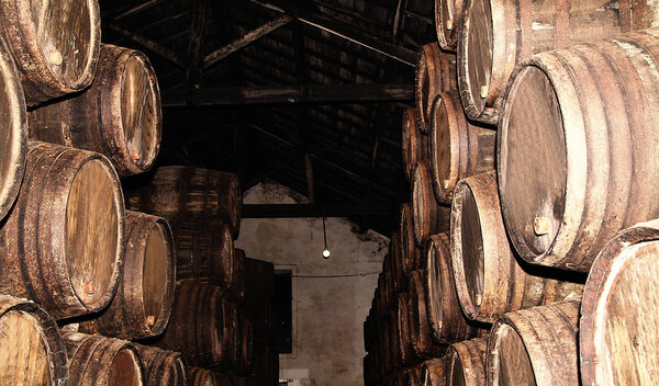 Rows of large oak barrels in a dark cellar. Plant for the produc