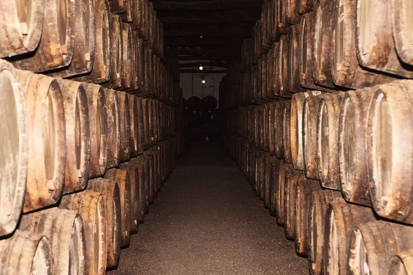 Rows of large oak barrels in a dark cellar. Plant for the produc