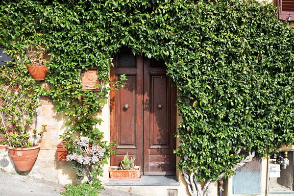 Pianta di edera intorno al cancello verde in legno . — Foto Stock