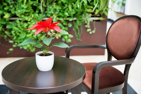 Vaso con fiore poinsettia sul tavolo — Foto Stock