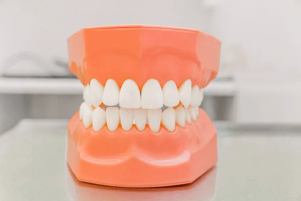 Plastic model of teeth in the dental office. Close-up