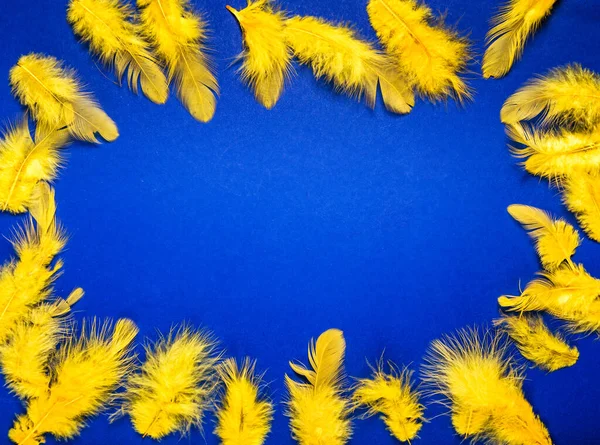 Yellow feathers on a background of dark blue. Top view