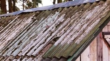 Eski bir köy evinin çatısında yeşil elma ruloları. Yavaş çekim videosu