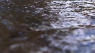 Yeşil elmalar suya düşer ve nehir boyunca yüzer. Yavaş çekim videosu