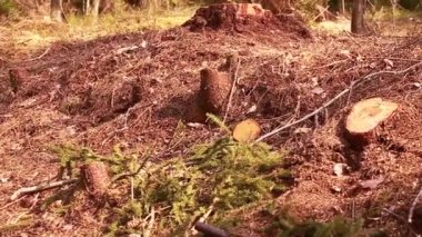 Ormanda yeşil elma ruloları köknar kozalakları, yosun, ot, çam iğneleri, yapraklar. Yavaş çekim videosu