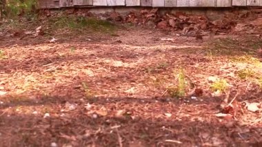 Ormanda yeşil elma ruloları köknar kozalakları, yosun, ot, çam iğneleri, yapraklar. Yavaş çekim videosu