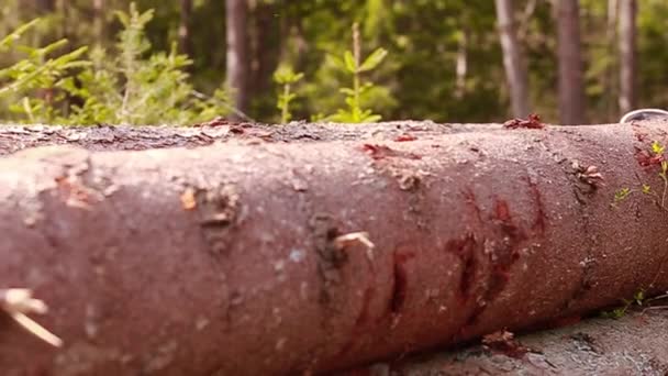 Uma Maçã Verde Rola Para Baixo Tronco Uma Árvore Caída — Vídeo de Stock