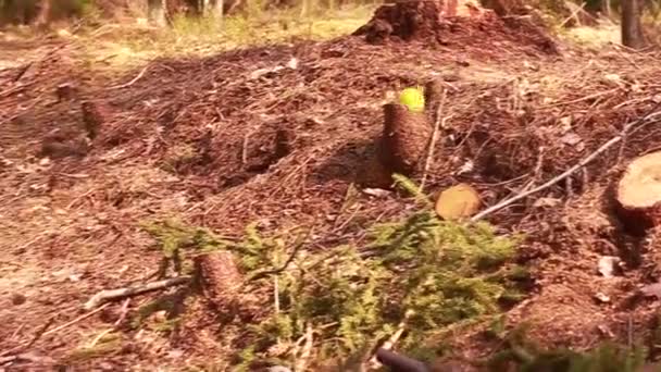 Manzana Verde Rueda Suelo Los Conos Abeto Del Bosque Musgo — Vídeo de stock