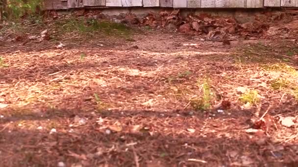 Green Apple Rolls Ground Forest Fir Cones Moss Grass Pine — Stock Video
