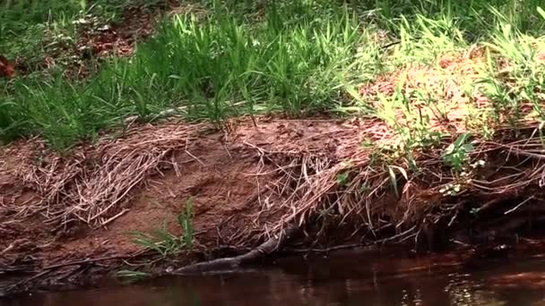 Les pommes vertes tombent dans l'eau et nagent le long de la rivière. Vidéo au ralenti 