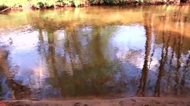 Orman nehri vahşi akış manzarası. Ormandaki vahşi nehir. Orman akıntısı. Orman nehir manzarası. Video