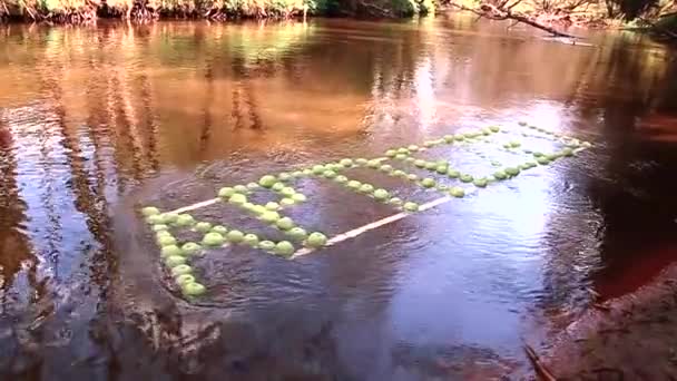 Yeşil Elmaların Yazıtları Nehir Boyunca Yüzer Yavaş Çekim Videosu — Stok video