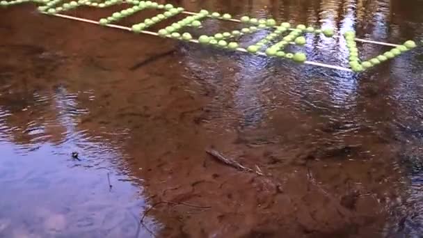 Die Inschrift Grüner Äpfel Schwimmt Entlang Des Flusses Warmes Sonniges — Stockvideo