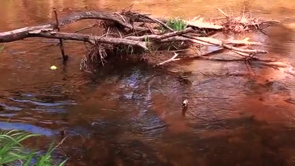 一个孤零零的绿色苹果漂浮在一条森林小河边 — 图库视频影像