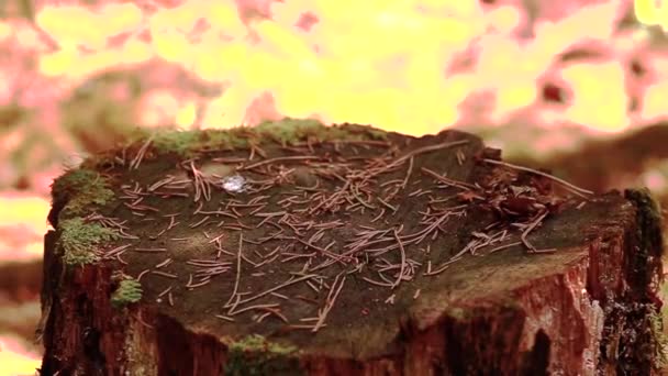 개구리 마리가 그루터기에 앉아서 나무에서 내립니다 — 비디오