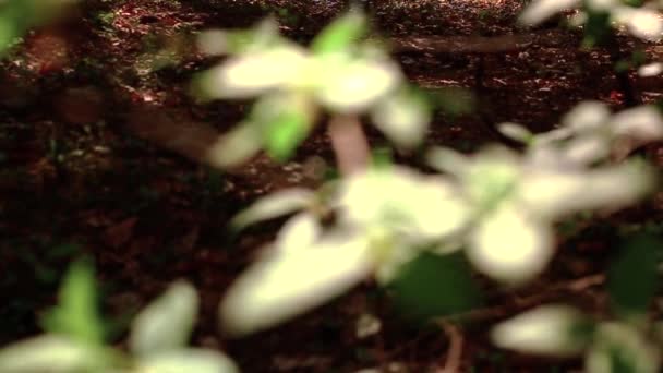 Folhas Verdes Árvores Tempo Ensolarado Primavera — Vídeo de Stock