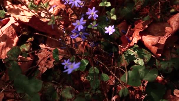 Niebieskie Kwiaty Tle Brązowej Ziemi Lesie — Wideo stockowe