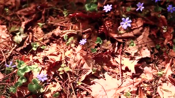 Blauwe Bloemen Een Achtergrond Van Bruine Grond Het Bos — Stockvideo