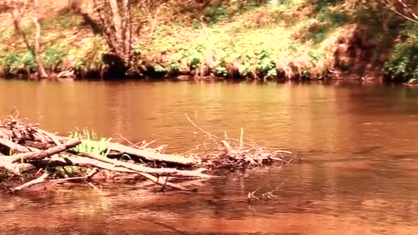 Woud Rivier Wilde Stroom Landschap Rivier Wild Het Bos Woud — Stockvideo