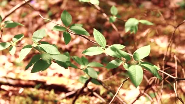 Folhas Verdes Árvores Tempo Ensolarado Primavera — Vídeo de Stock