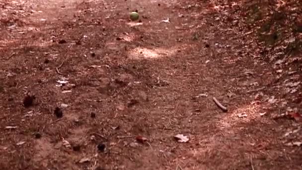一个孤零零的青苹果在森林的路上打滚 — 图库视频影像