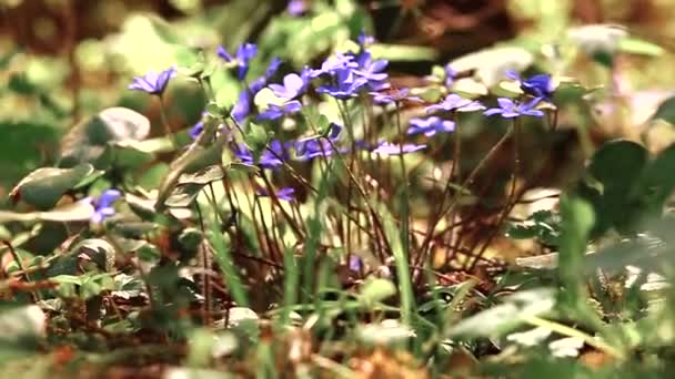 Uma Maçã Verde Rola Entre Flores Grama Verde Uma Floresta — Vídeo de Stock