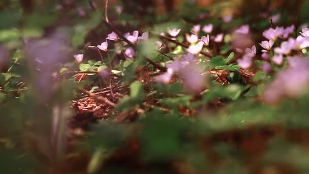 Flores Azuis Fundo Terra Marrom Floresta — Vídeo de Stock