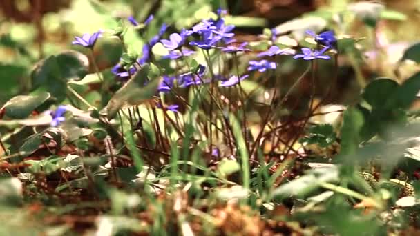 Ein Grüner Apfel Rollt Zwischen Blumen Und Grünem Gras Wald — Stockvideo