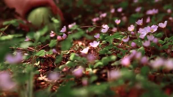 Uma Maçã Verde Rola Entre Flores Grama Verde Uma Floresta — Vídeo de Stock