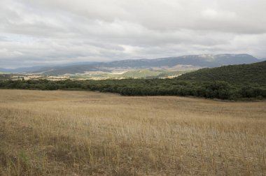 Santiago için yoldan Estella Los Arcos için