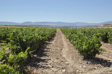 Santiago için yoldan Los Arcos Logroño için
