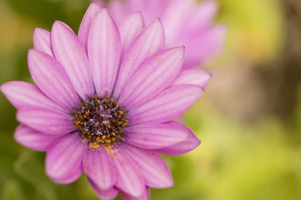 Foto einer Blume — Stockfoto