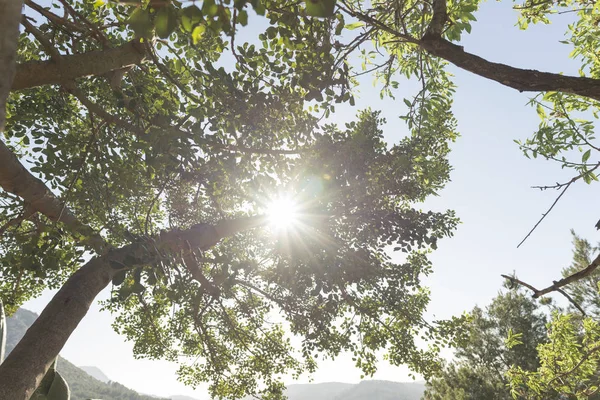 Ramas de árbol bajo el sol del día — Foto de Stock