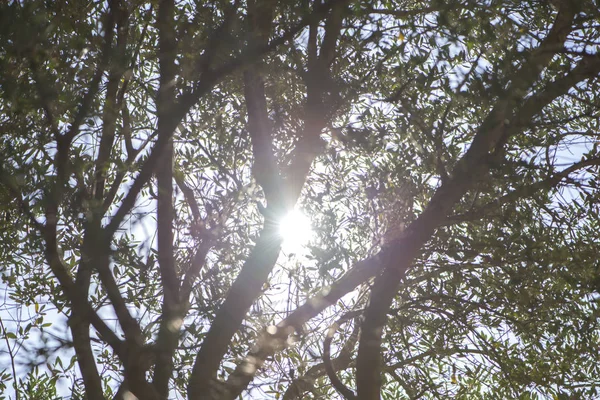 दिन के सूर्य के नीचे पेड़ की शाखाएं — स्टॉक फ़ोटो, इमेज
