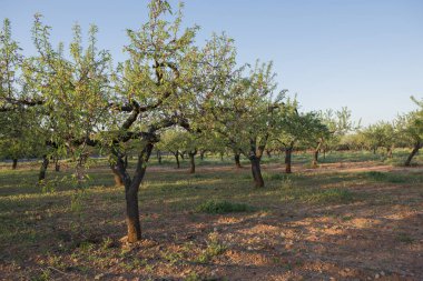 Köy, Vilafames tarafından Castellon içinde