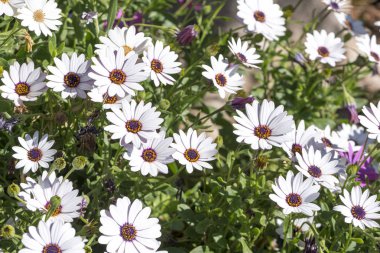 Beyaz ve mor papatya 