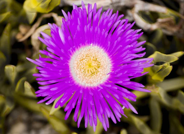 Bahçede mor çiçekler