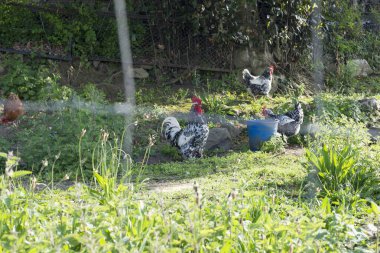 Birkaç tavuk gevşek 