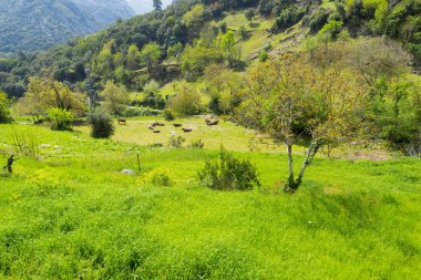 Asturias Allende
