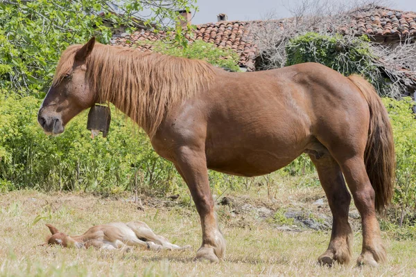 Um cavalo nas Astúrias — Fotografia de Stock