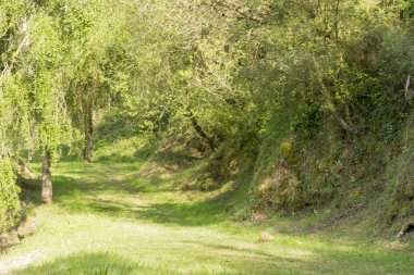 Cabarceno holly çukura