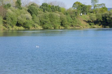 Cabarceno holly çukura 