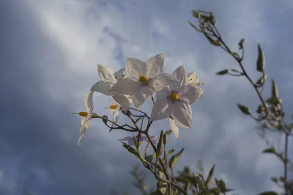 Flor blanca con cielo azul — Foto de Stock