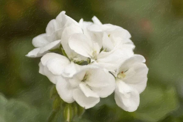 Foto van bloemen — Stockfoto